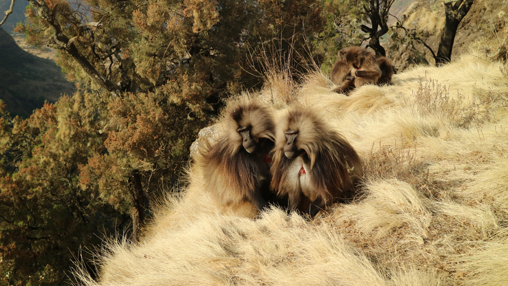 Gelada monkeys sit together, resting on a grassy slope. Their thick fur blends with the dried grass. Nearby, trees edge the steep, rugged landscape in a mountainous region.