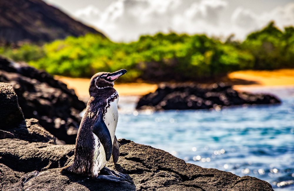 A penguin is standing on a rocky surface, looking upward. It is by the seaside, with blurred greenery and a sandy beach in the background.