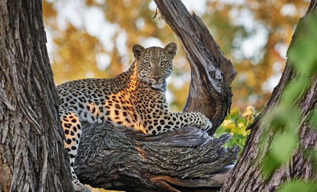 A leopard rests on a large tree branch, surrounded by autumnal foliage. Sunlight filters through, highlighting the leopard's patterned fur and creating dappled shadows on the wood.
