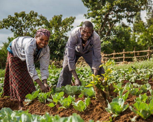 Two people laugh while tending to crops in a vibrant garden, surrounded by lush greenery and a wooden fence under a cloudy sky.