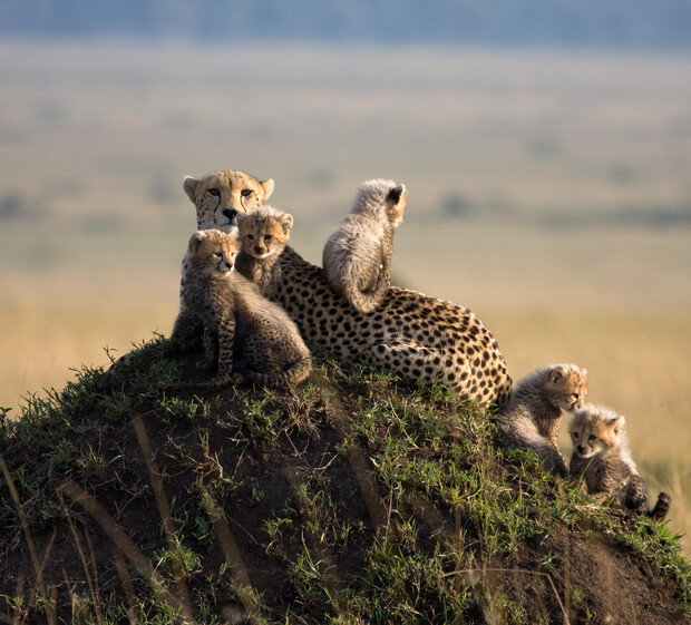 A cheetah with several cubs rests on a grassy mound, surrounded by open savanna during daylight.