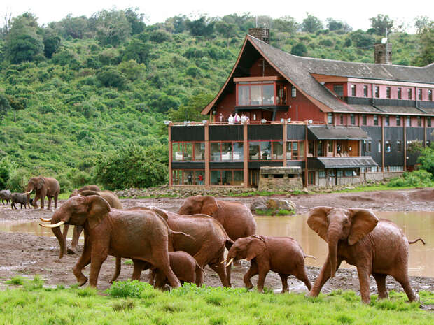 Elephants walk near a muddy watering hole, surrounded by lush greenery, in front of a multi-story lodge with wooden balconies, where people observe the scene from the building.