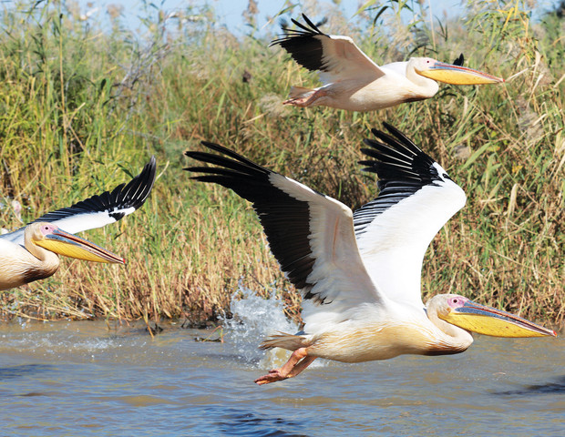 Three pelicans are flying low over water, their wings extended. Rippling water and tall grasses form the natural riverside setting in the background.
