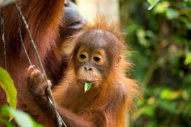 A young orangutan holds a rope and chews a leafy twig, surrounded by lush green foliage and an adult orangutan nearby.