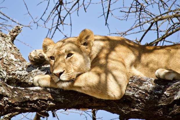 A lioness rests on a thick tree branch, looking relaxed. The surrounding context includes a clear blue sky and bare branches.