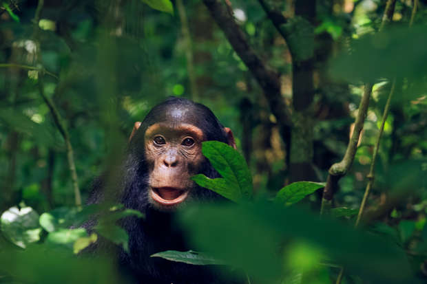 A chimpanzee with an open mouth is looking forward amidst dense green foliage in a forest setting, surrounded by branches and leaves.