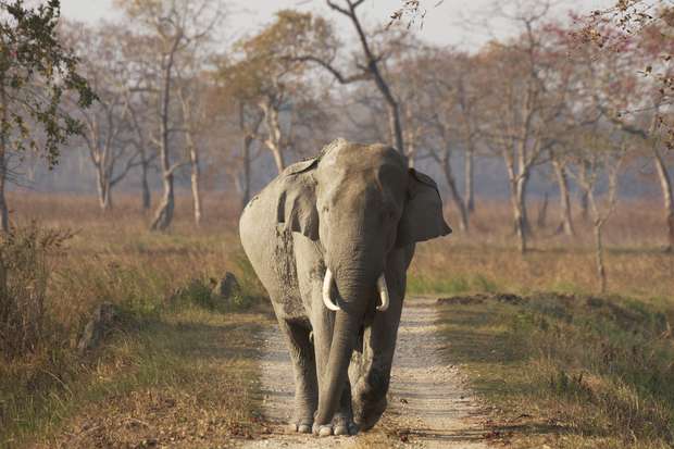 An elephant walks calmly down a dirt path in a grassy area with tall trees scattered in the background, displaying a peaceful, natural setting.