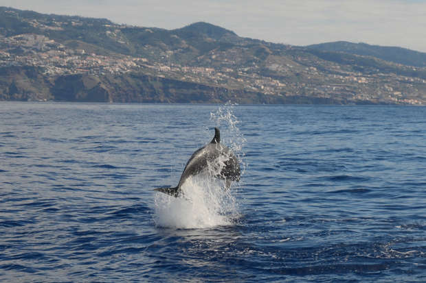 A dolphin leaps from the ocean water, creating splashes against a backdrop of distant, rugged coastline with hills and scattered buildings under a clear sky.