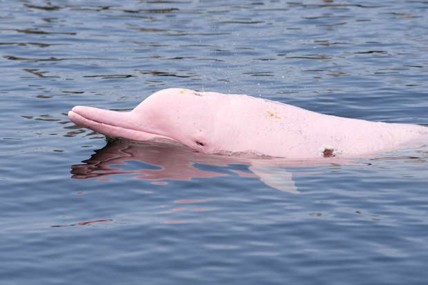 A pink dolphin swims near the water's surface, creating gentle ripples in a calm, open water setting. Its smooth body contrasts with the dark water below.