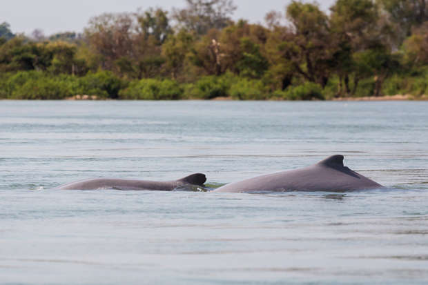 Two dolphins swim near the water's surface in a calm river, surrounded by lush green trees and dense vegetation along the shoreline.