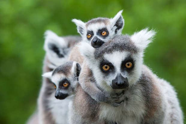 A ring-tailed lemur carries two smaller lemurs on its back, seemingly perched together. They are surrounded by a blurred, green foliage background, suggesting a natural habitat.