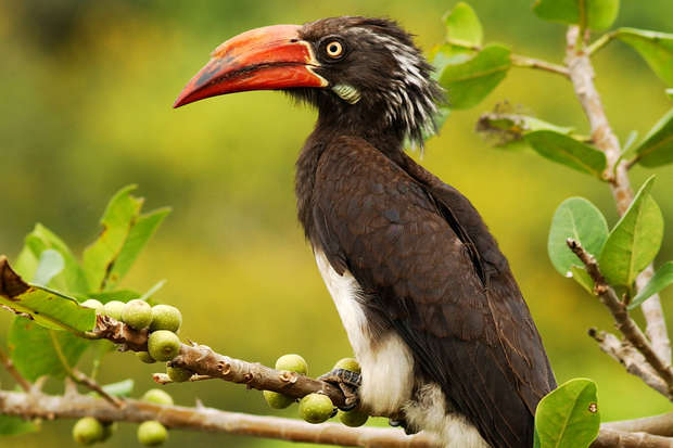 A hornbill perches on a leafy branch with small green fruits, set against a blurred, green background.