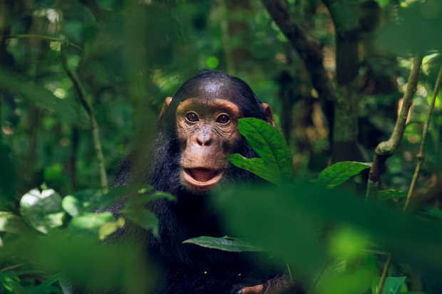 A chimpanzee sits among lush green leaves, partially hidden, with mouth open as if vocalizing in a dense forest.