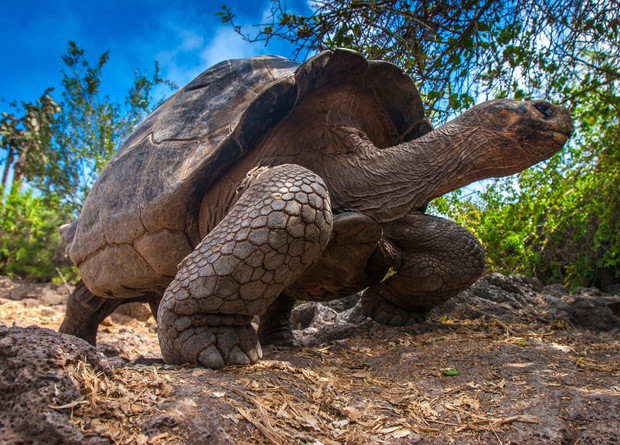 A large tortoise walks slowly on rocky ground, surrounded by lush greenery and a blue sky, showcasing its textured shell and sturdy legs.