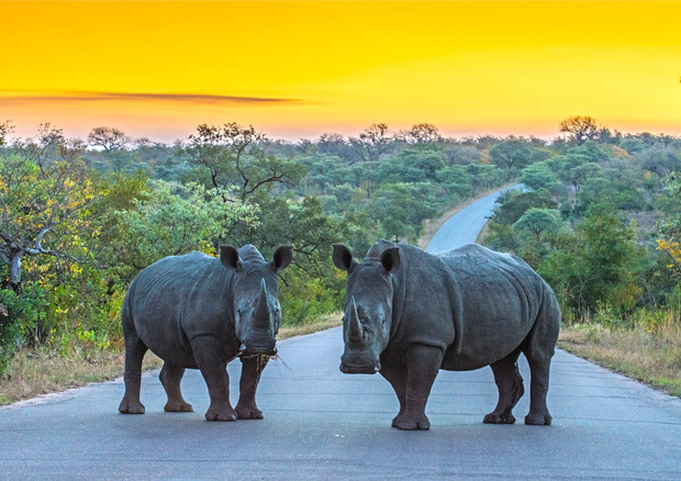 Two rhinoceroses stand side by side on a paved road, surrounded by lush greenery, under a vibrant orange and yellow sunset sky.