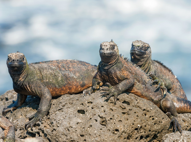 Iguanas basking on a sunlit, porous rock with a blurred blue and white backdrop of ocean waves, displaying rugged, textured skin and relaxed postures.