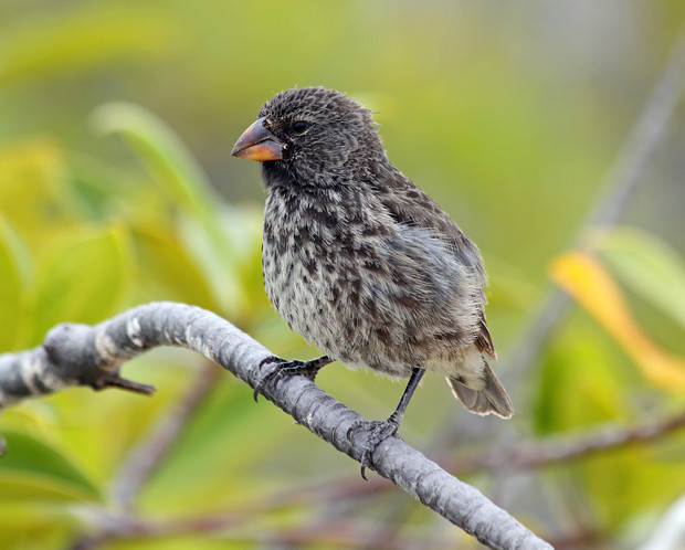 A small, speckled bird perches on a curved branch, surrounded by blurred green foliage in the background.