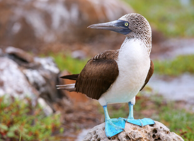 A blue-footed booby stands on a rock, displaying its vibrant blue feet and sleek brown and white feathers, amidst a natural landscape of rocks and greenery.