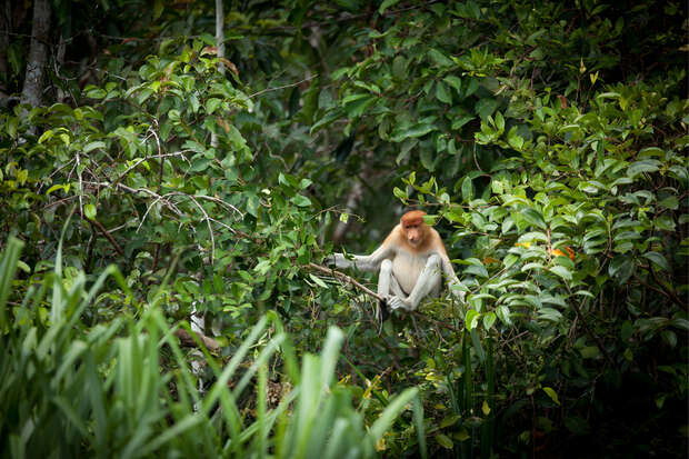 A proboscis monkey sits on a tree branch, surrounded by dense green foliage, blending into the lush forest environment.