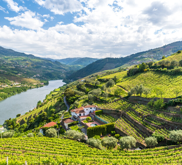 Vineyard terraces stretch across rolling hills under a partly cloudy sky, with a river winding through the valley and a cluster of houses nestled among the greenery.
