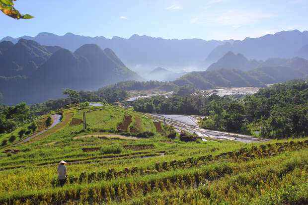 A person walks through lush, stepped rice paddies under a clear sky, with towering blue mountains and misty valleys in the background, creating a serene and picturesque landscape.
