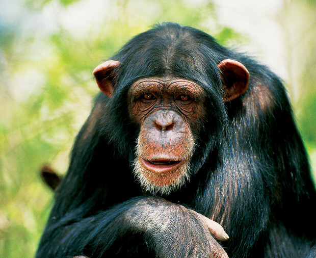 A chimpanzee gazes forward, resting its arm across its chest, surrounded by a blurred natural background with green hues.