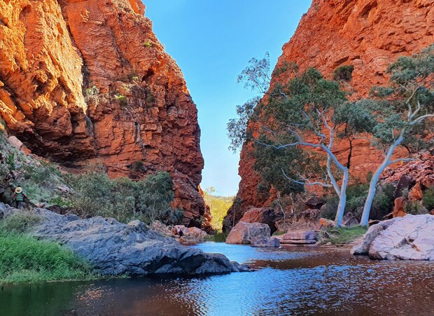 A river flows between towering, red rock cliffs, bordered by green foliage and eucalyptus trees. Bright sunlight highlights the vivid canyon landscape under a clear blue sky.
