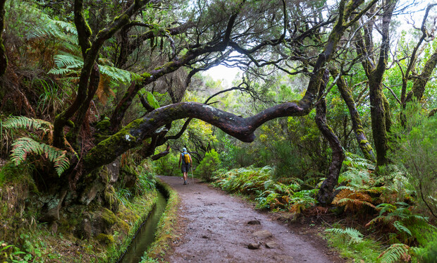 A hiker walks along a dirt path under twisted tree branches, surrounded by lush ferns and greenery, in a dense forest setting.