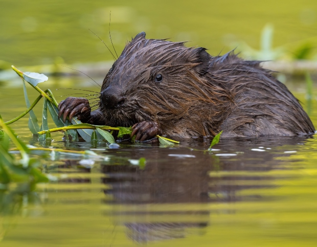 A wet beaver chews on green branches while partially submerged in water, surrounded by a serene, reflective pond under soft, natural light.