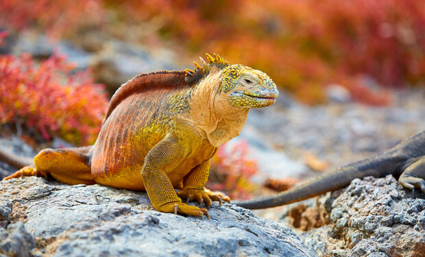 A Galapagos land iguana, featuring orange and yellow scales, rests on a rocky surface amid vibrant red and green foliage.