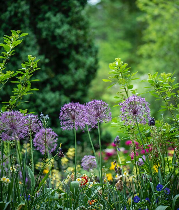 Purple flowers bloom on tall stems amidst lush green foliage in a vibrant garden. Various plants and colorful blossoms surround them, creating a lively, natural setting.