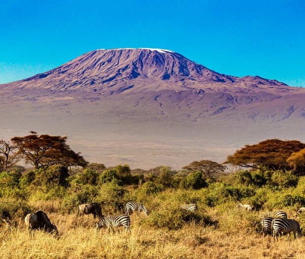 Mount Kilimanjaro towers in the background, while zebras and wildebeests graze peacefully in the grassland of a savanna, framed by scattered acacia trees under a clear blue sky.
