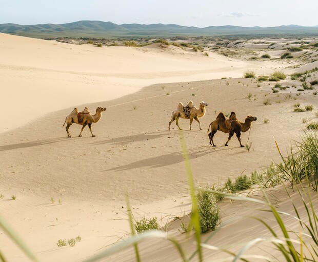 Three camels walk in a line across a sandy desert, surrounded by sparse greenery and distant rolling hills under a clear sky.