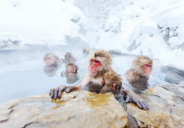 Snow monkeys relax in a steaming hot spring surrounded by snow-covered rocks in a wintery landscape. Their fur is damp, and they appear to enjoy the warmth in the cold setting.