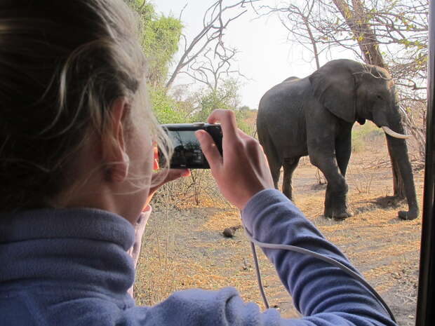A person photographs an elephant walking through a dry, sparse woodland using a digital camera. The person is inside a vehicle, wearing a purple fleece.