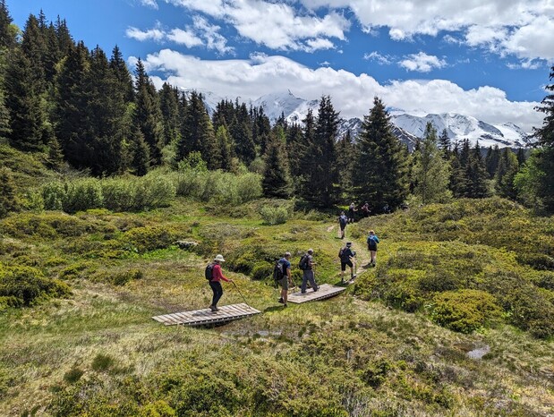 Hikers traverse wooden planks over a grassy field, surrounded by dense evergreen trees and distant snow-capped mountains under a blue sky with fluffy clouds.