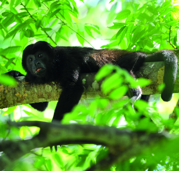 A black monkey reclines on a tree branch, surrounded by lush green leaves in a dense forest.