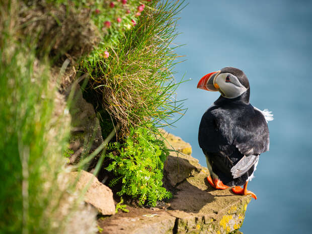 A puffin stands on a cliff edge, looking out at the sea. Bright orange beak and feet contrast with the rocky terrain and surrounding green vegetation.