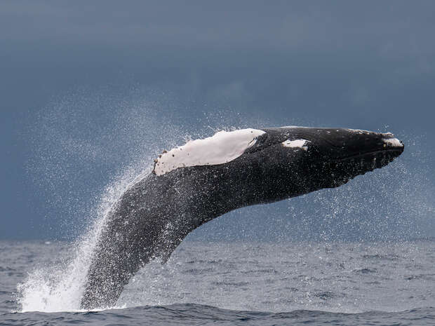 A humpback whale breaches the ocean surface, leaping energetically against a backdrop of a cloudy, overcast sky.