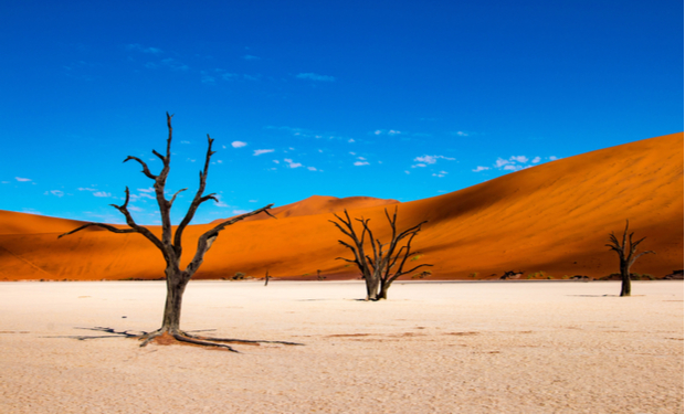 Leafless trees stand still on cracked white earth, surrounded by vast, orange sand dunes under a clear blue sky, creating a striking desert landscape.