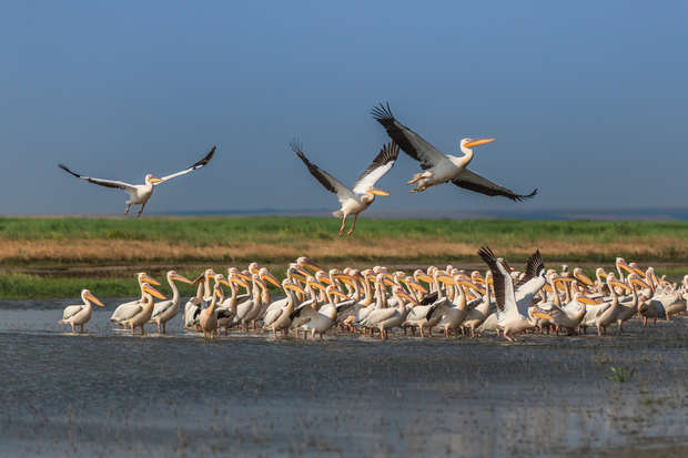 Flock of pelicans stands and flies over shallow water, surrounded by green fields and a clear blue sky in the background.