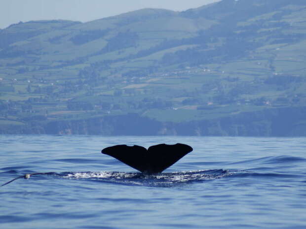 A whale's tail emerges from the ocean, creating ripples, with distant, rolling green hills under a clear sky in the background.