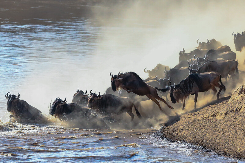 Wildebeests leap energetically into a swirling river, kicking up dust, surrounded by a large herd. The scene captures the dynamic movement of the animals in a natural, rugged landscape.
