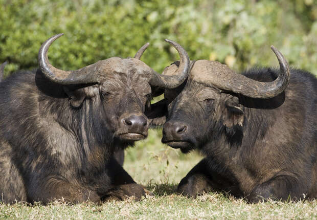 Two buffaloes rest side by side on grassy ground, surrounded by dense greenery, their large curved horns prominent against the natural backdrop.
