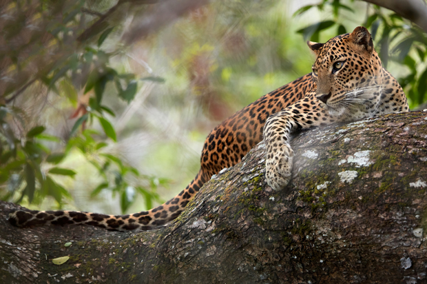 Leopard resting on a tree branch, surrounded by lush green foliage. Its spotted coat blends subtly with the bark, conveying a sense of calm and alertness in its natural habitat.