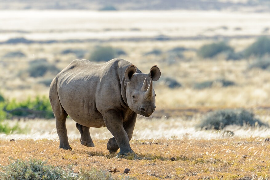 Torra Conservancy 