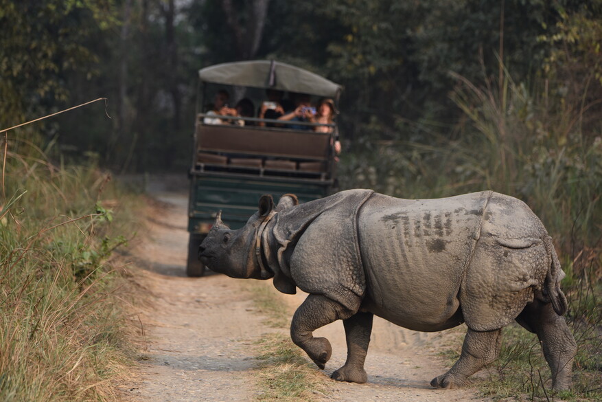 One-horned rhino